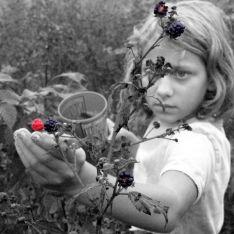 Young girl blackberry hunting