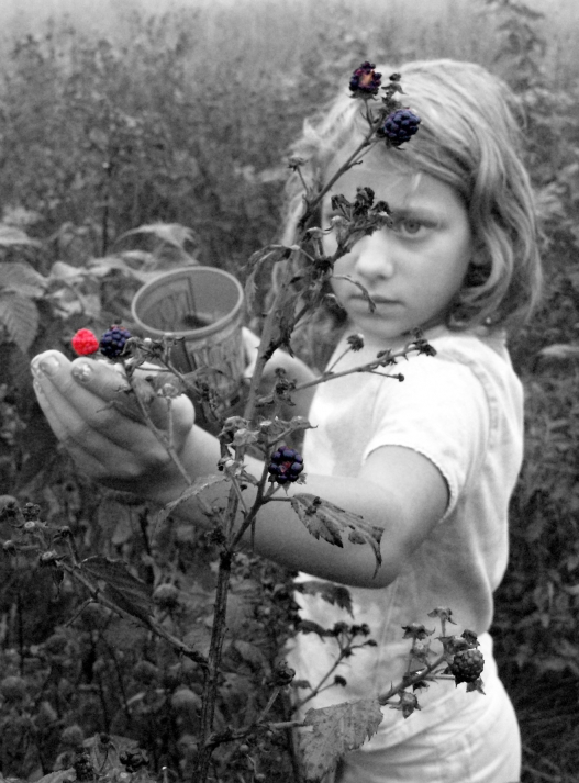 Young girl blackberry hunting