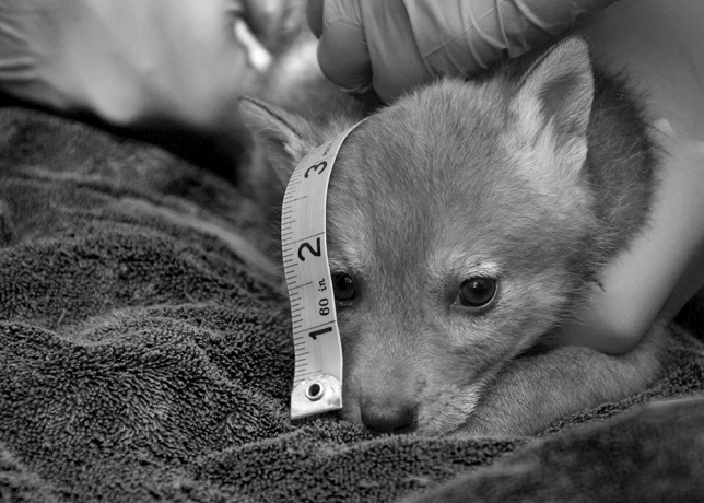 Coyote pup being measured by biologists